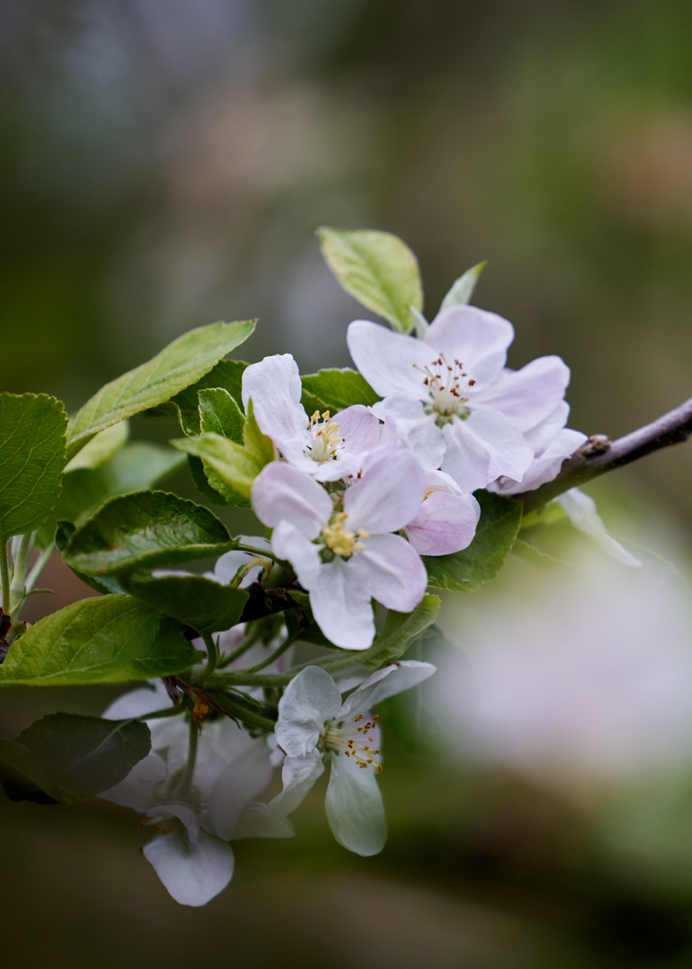 Apple blossom