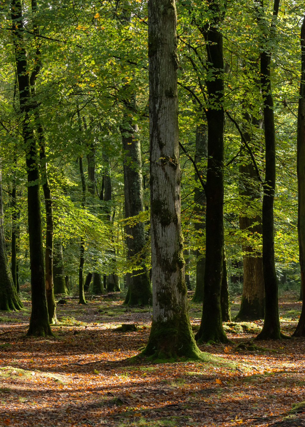 Woodland - walk and talk therapy, Lincoln